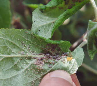10-30% Decrease In Apple Production Forecasted: The Rosy Apple Aphid Factor 10-30% Decrease In Apple Production Forecasted: The Rosy Apple Aphid Factor