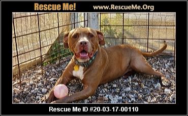 49 Dogs Rescued From Licensed Breeder In Washington County 49 Dogs Rescued From Licensed Breeder In Washington County