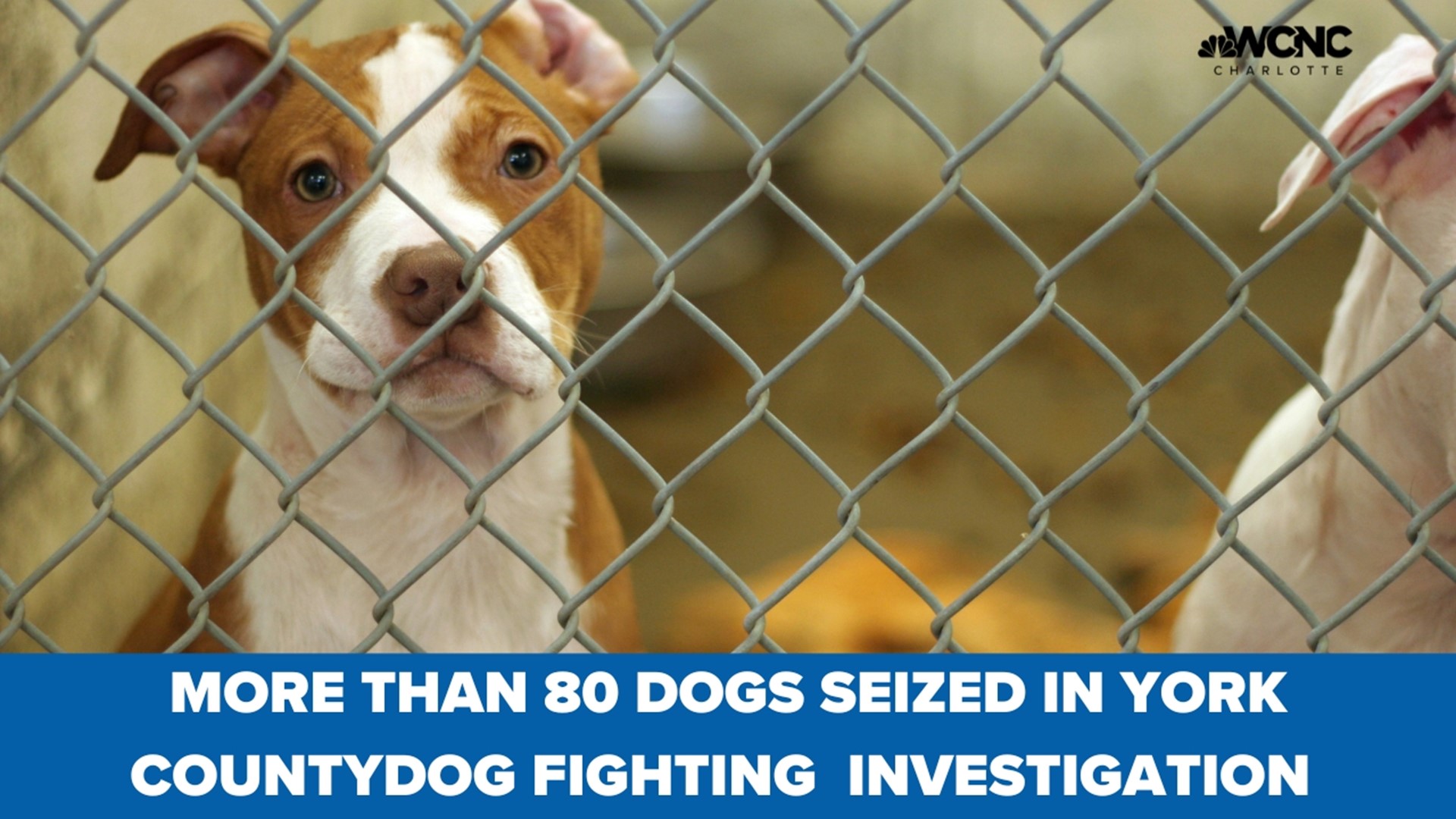 49 Dogs Seized From Washington County Breeder: Investigation Details 49 Dogs Seized From Washington County Breeder: Investigation Details