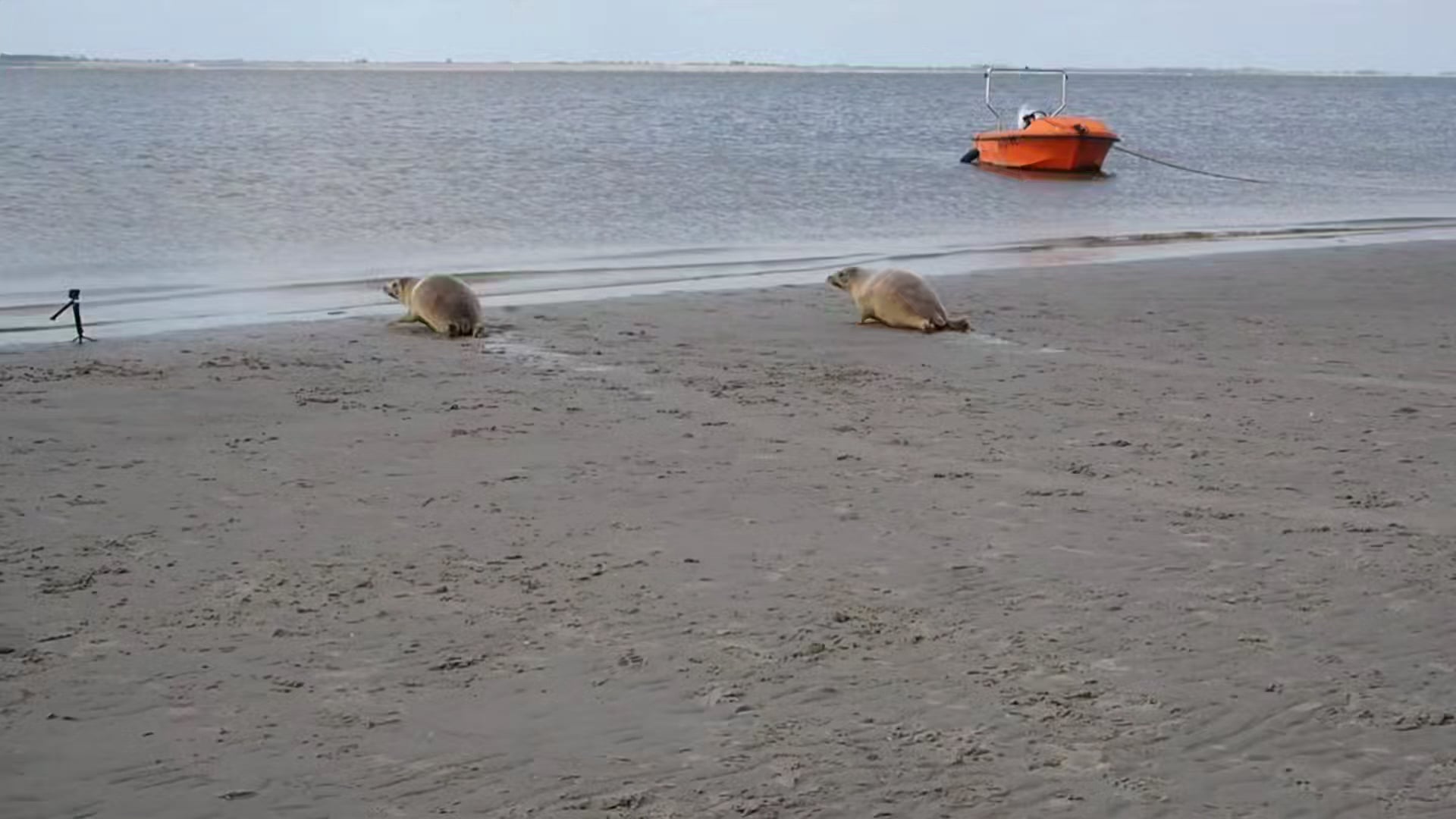 50 Years Of Seal Rescue: Pieterburen Center Releases Its Last Seals And Closes 50 Years Of Seal Rescue: Pieterburen Center Releases Its Last Seals And Closes