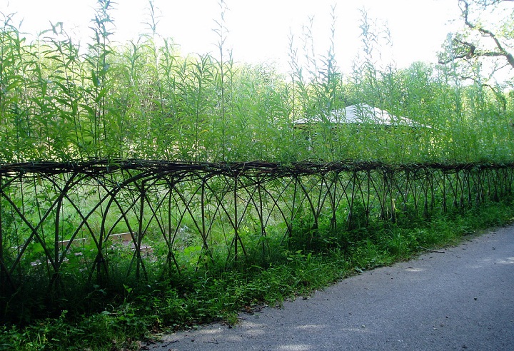 A Beginner's Guide To Building A Living Fence A Beginner's Guide To Building A Living Fence