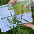 A Forager's Guide: Identifying And Roasting The Carrot's Wild Cousin A Forager's Guide: Identifying And Roasting The Carrot's Wild Cousin