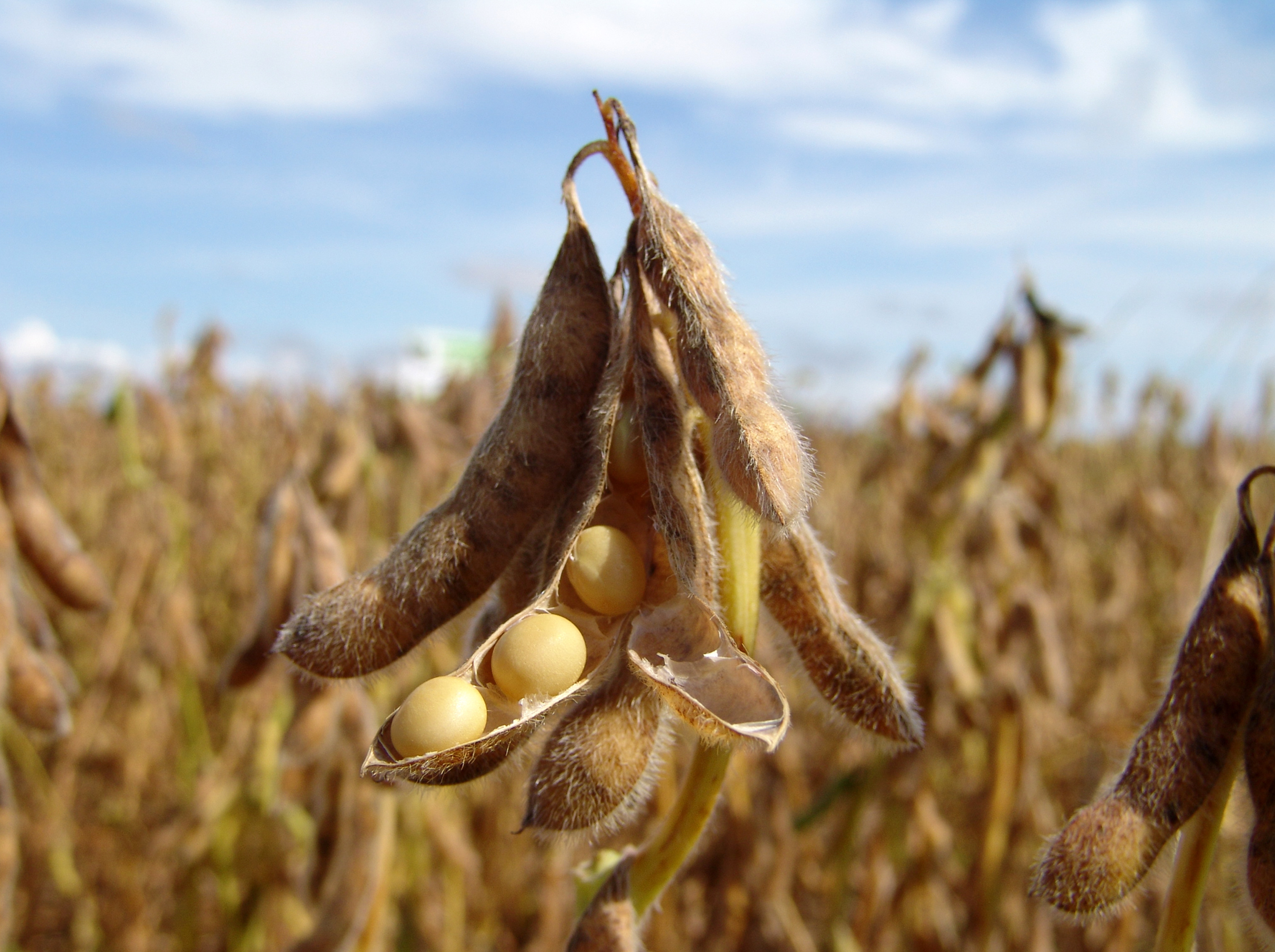Addressing China's Soybean Shortage: Sinograin's Auction Strategy Addressing China's Soybean Shortage: Sinograin's Auction Strategy