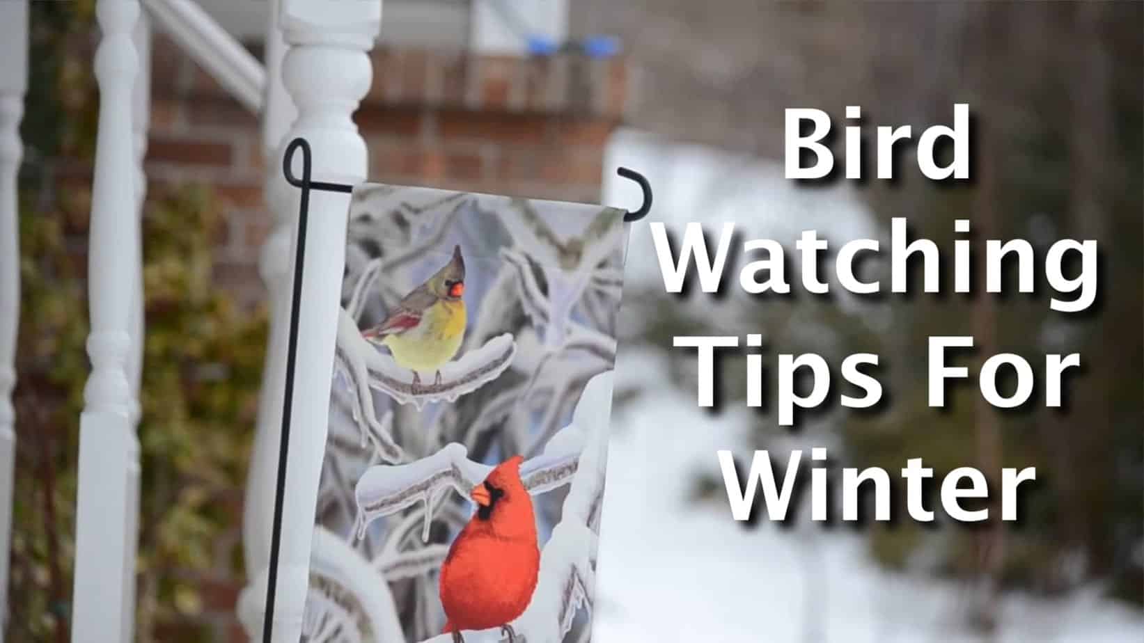 Advanced Winterwatch Techniques For Experienced Birdwatchers Advanced Winterwatch Techniques For Experienced Birdwatchers