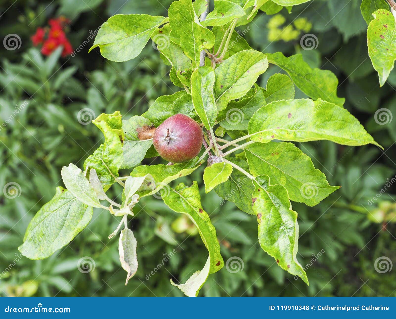 Apple Crop To Suffer Significant Losses Due To Rosy Apple Aphid Infestation Apple Crop To Suffer Significant Losses Due To Rosy Apple Aphid Infestation