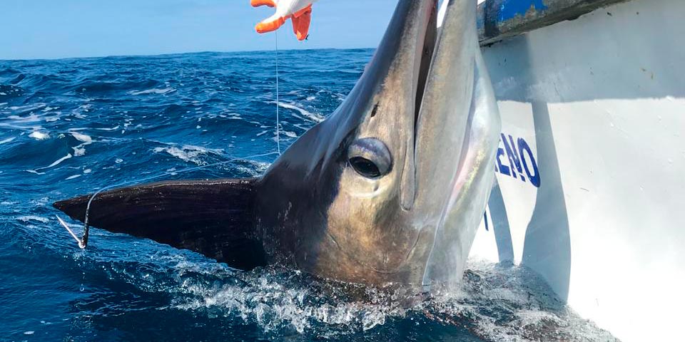 Are Torpedo Bats Revolutionizing Marlin Fishing? Are Torpedo Bats Revolutionizing Marlin Fishing?