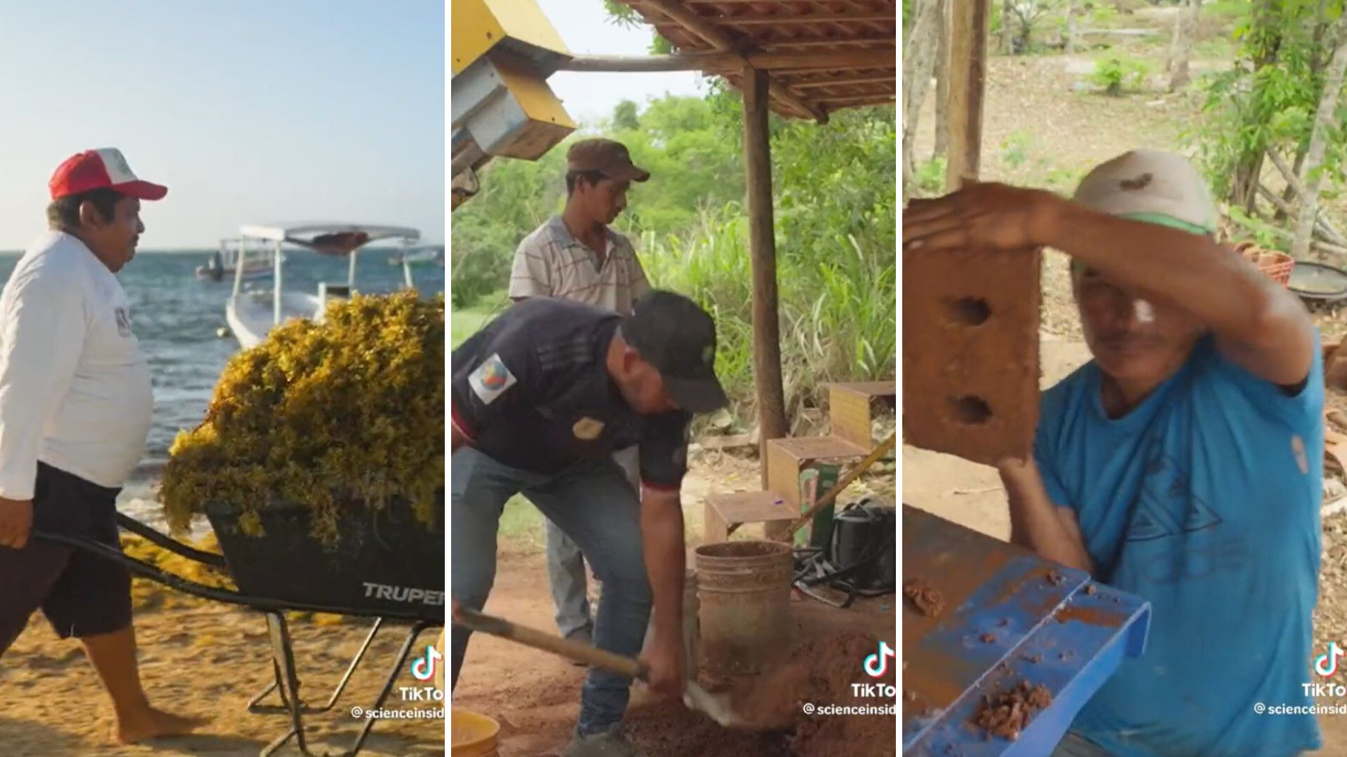 Australia's Marine Fauna Under Siege: The Invasive Seaweed Problem Australia's Marine Fauna Under Siege: The Invasive Seaweed Problem