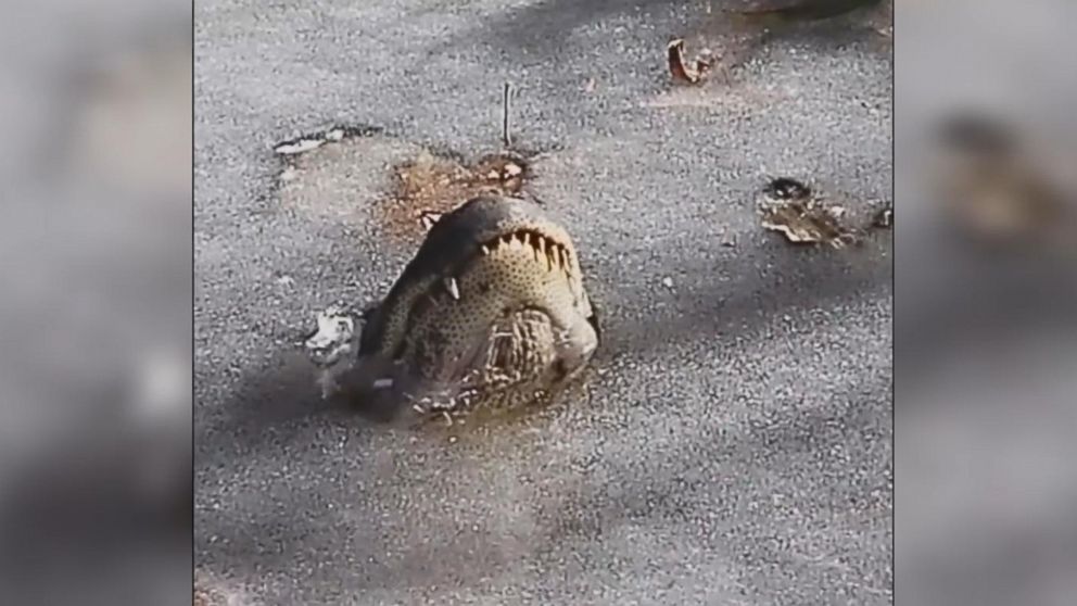 Beneath The Surface:  Filming Alligators In Florida's Springs