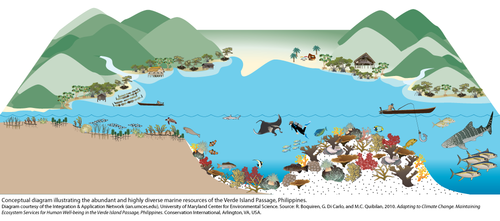 Boosting Scotland's Coastal Ecosystem: Seagrass Planting Initiatives Boosting Scotland's Coastal Ecosystem: Seagrass Planting Initiatives