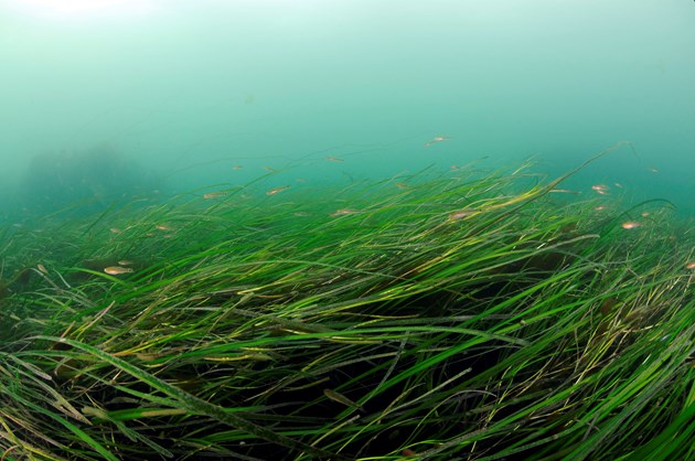 Boosting Scotland's Coastline: Seagrass Restoration Bids Boosting Scotland's Coastline: Seagrass Restoration Bids