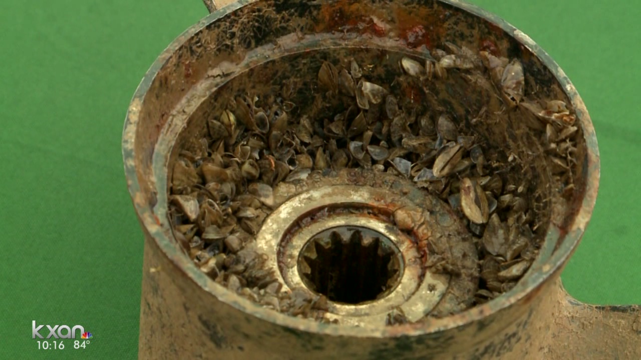 Casper Boat Lift Reveals Thousands Of Invasive Zebra Mussels Casper Boat Lift Reveals Thousands Of Invasive Zebra Mussels