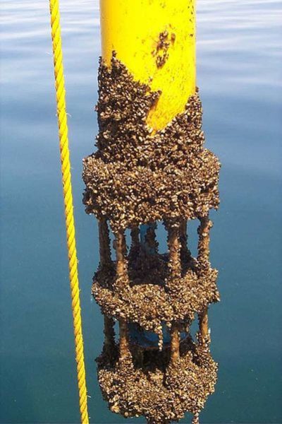 Casper Boat Lift Reveals Unexpected Zebra Mussel Problem Casper Boat Lift Reveals Unexpected Zebra Mussel Problem