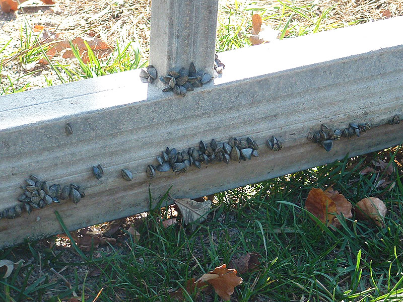 Casper Resident's Shocking Boat Lift Zebra Mussel Discovery Casper Resident's Shocking Boat Lift Zebra Mussel Discovery