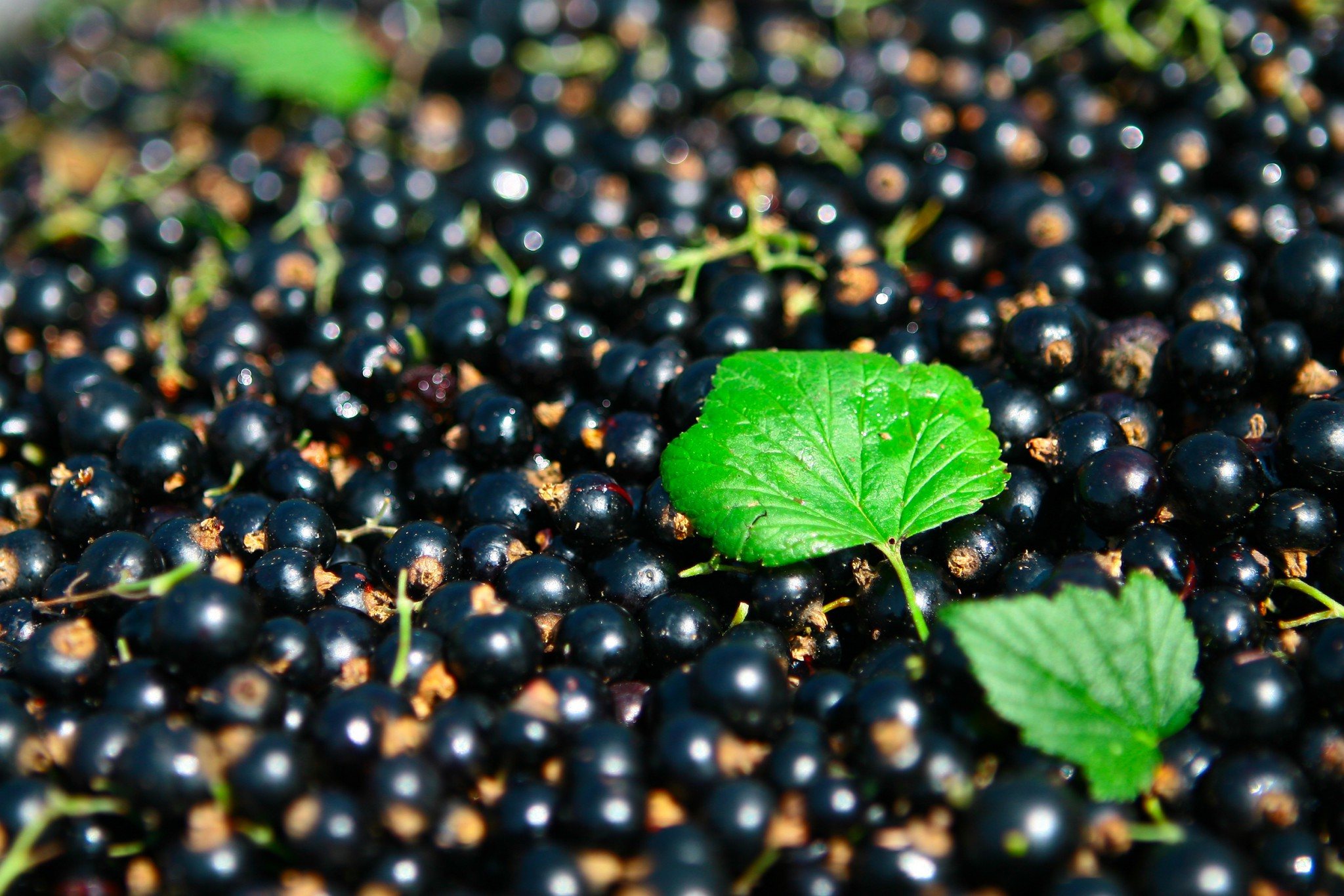 Cassis Blackcurrant: A Comprehensive Guide Cassis Blackcurrant: A Comprehensive Guide