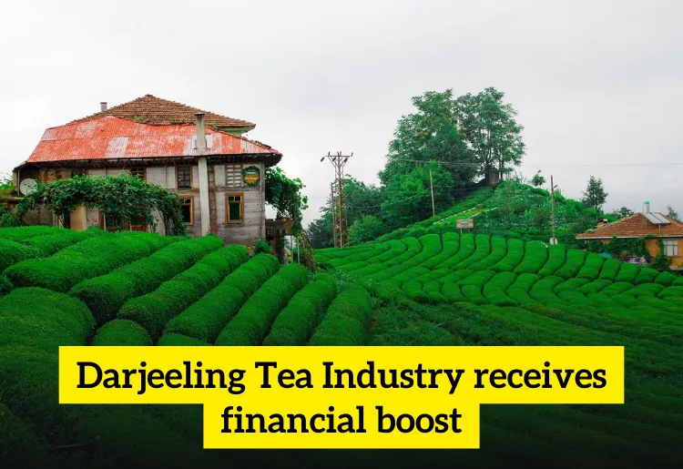 Challenges Facing Darjeeling Tea Production Challenges Facing Darjeeling Tea Production