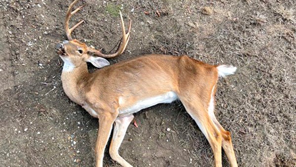 Chronic Wasting Disease (CWD) Detected In Jackson Hole Elk Feedground Chronic Wasting Disease (CWD) Detected In Jackson Hole Elk Feedground
