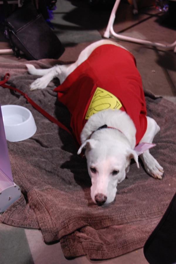 Classic And Modern: The Best Krypto Stories Classic And Modern: The Best Krypto Stories
