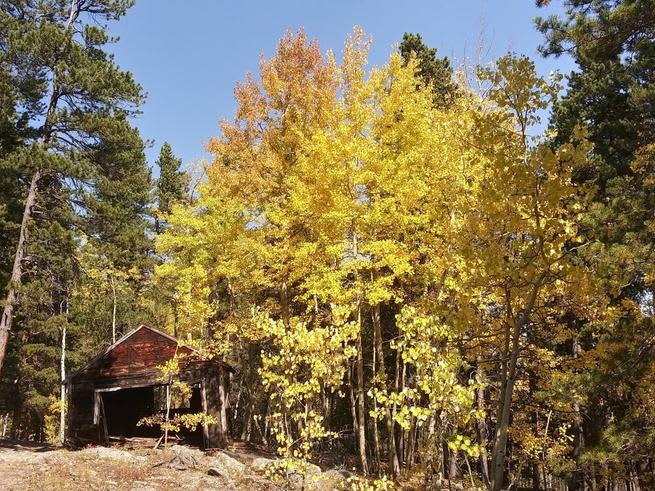 Climate Change And The Rise Of Dangerous Fungi: A Growing Threat Climate Change And The Rise Of Dangerous Fungi: A Growing Threat