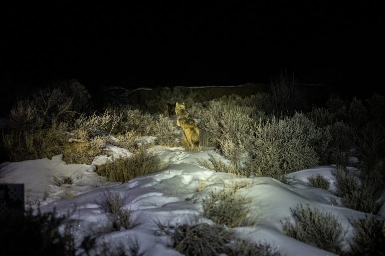Colorado Gray Wolf Relocated To Wyoming Dies Colorado Gray Wolf Relocated To Wyoming Dies