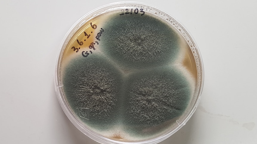 Combating The Superbug Crisis: The Threat Of Deadly Fungi Combating The Superbug Crisis: The Threat Of Deadly Fungi