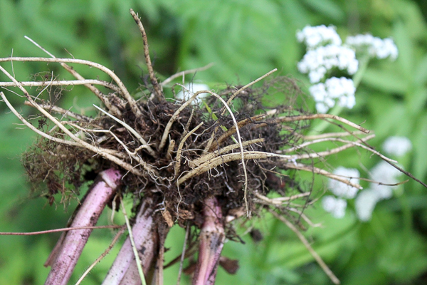 Country Diary: Foraging For A Carrot Relative With Edible Roots