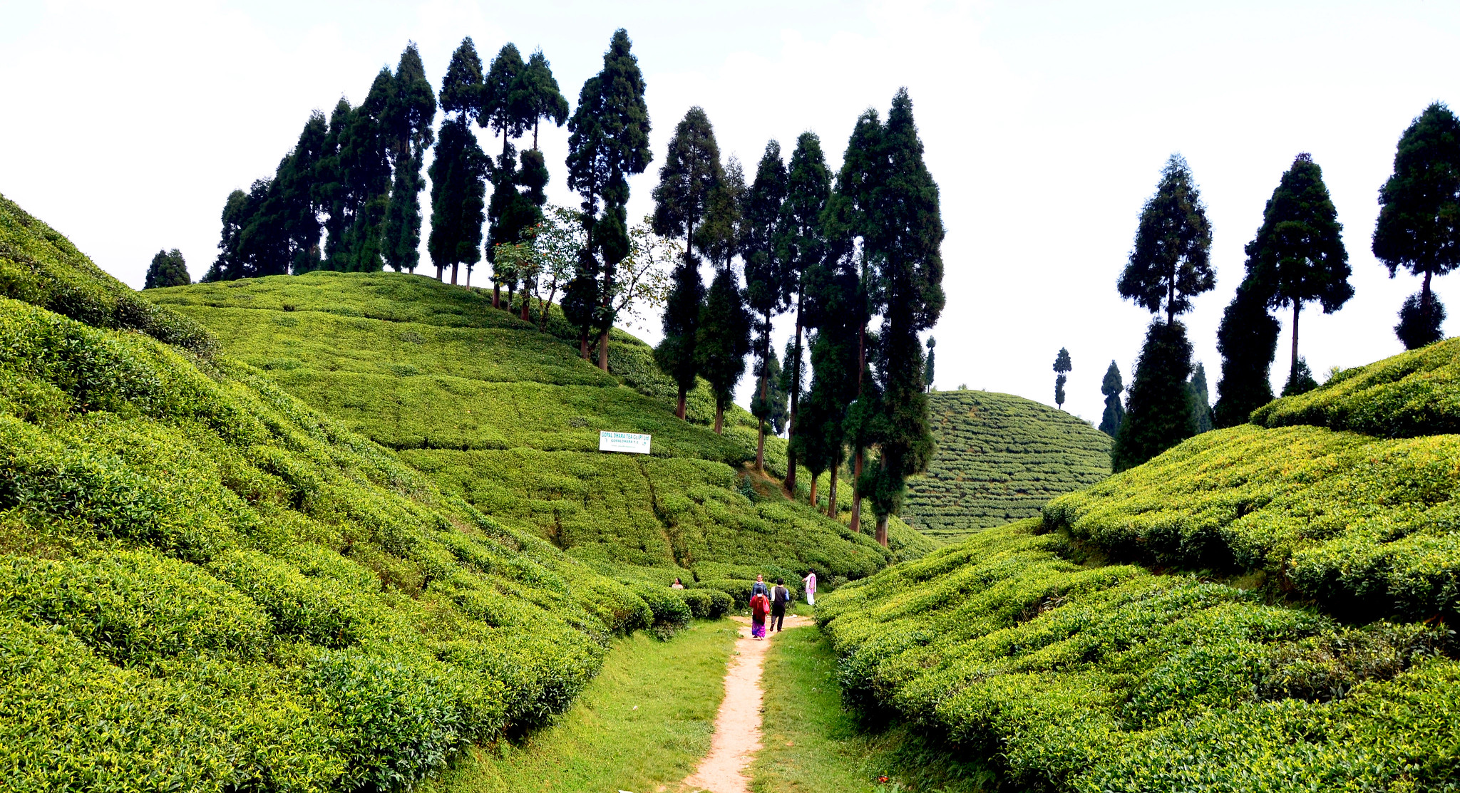 Darjeeling Tea Industry: Addressing Production Concerns Darjeeling Tea Industry: Addressing Production Concerns