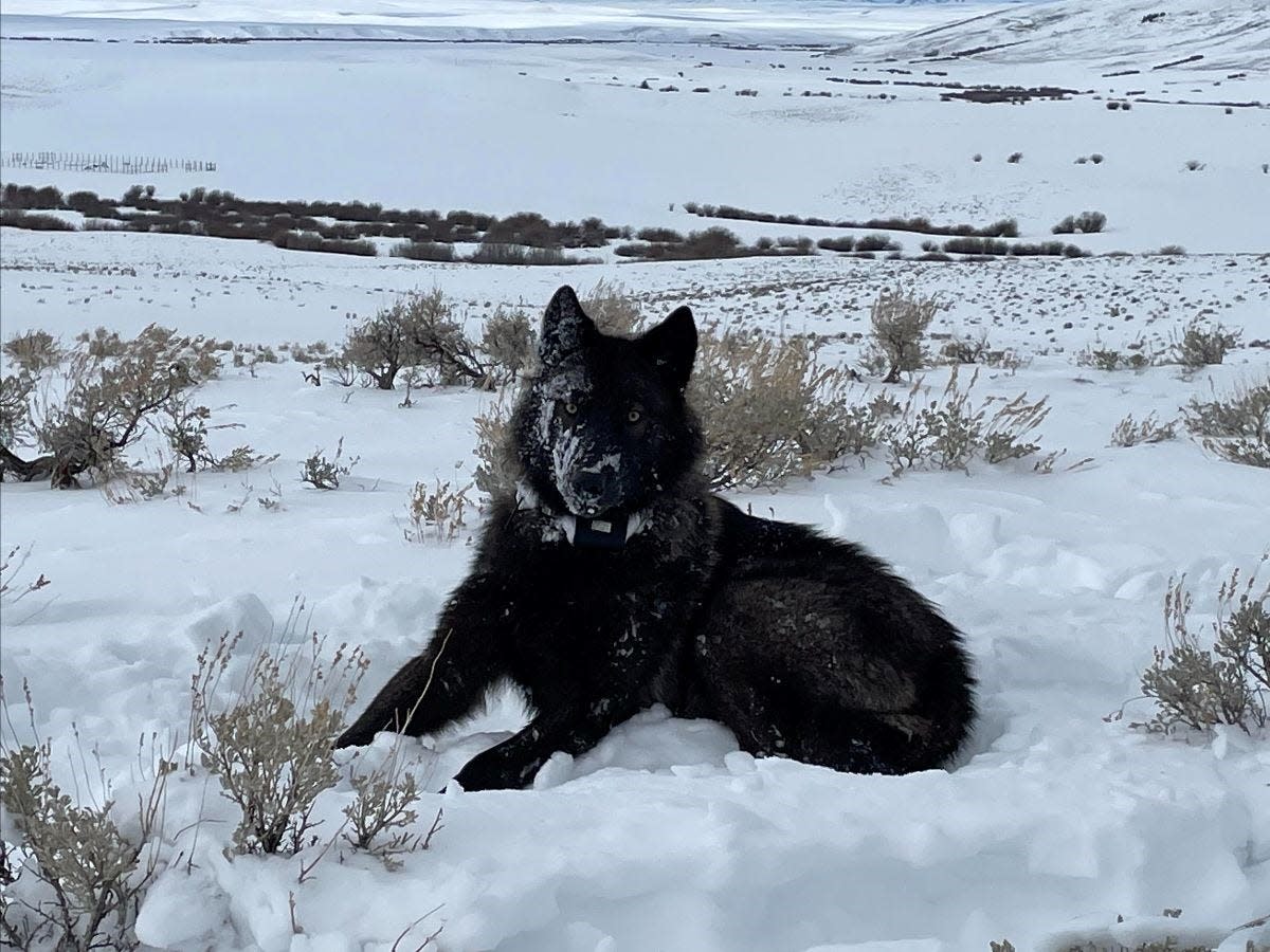 Death Of Second Colorado Gray Wolf In Wyoming: Details Emerge Death Of Second Colorado Gray Wolf In Wyoming: Details Emerge