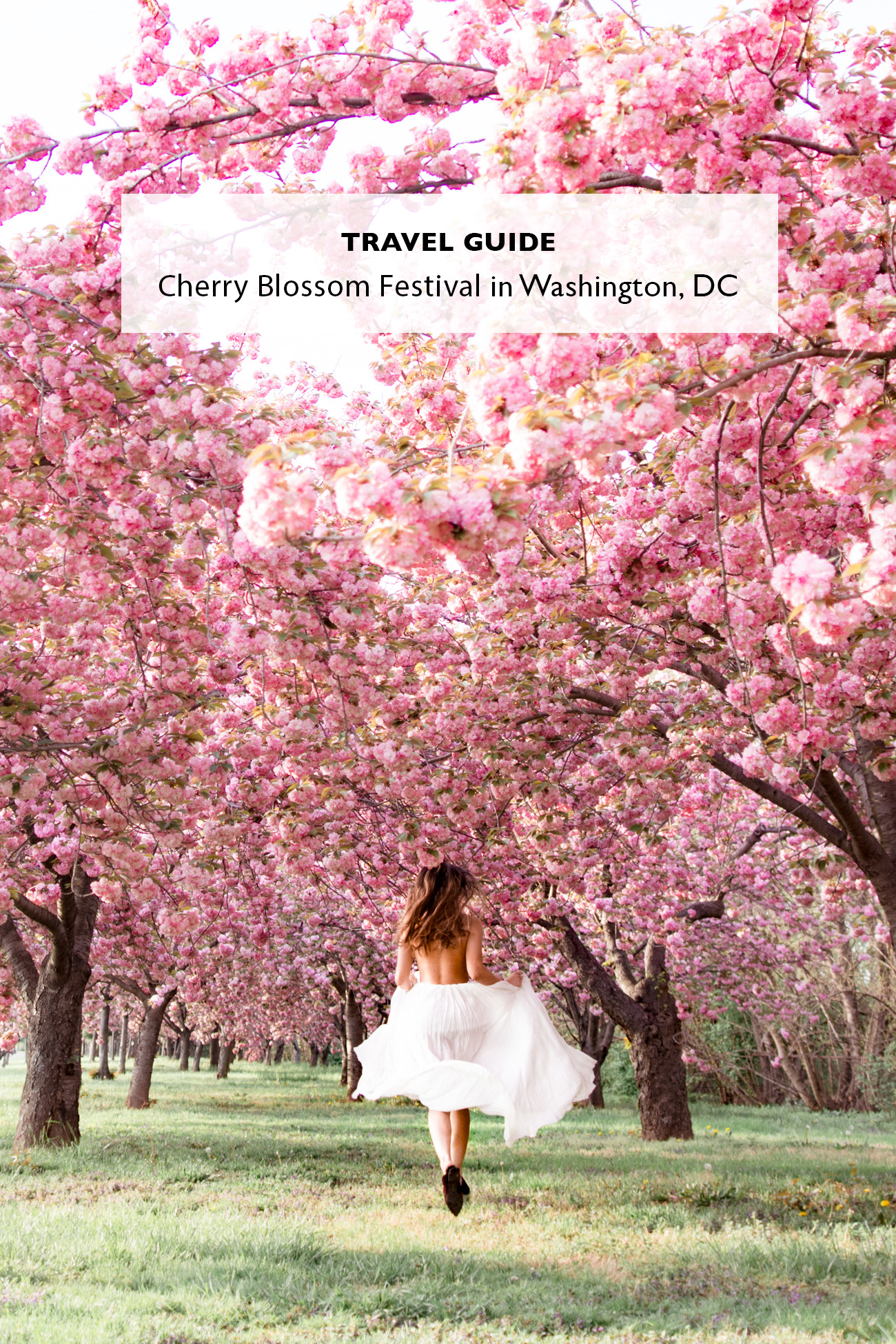 Experiencing Springwatch In Japan: A Guide To Cherry Blossom Viewing Experiencing Springwatch In Japan: A Guide To Cherry Blossom Viewing