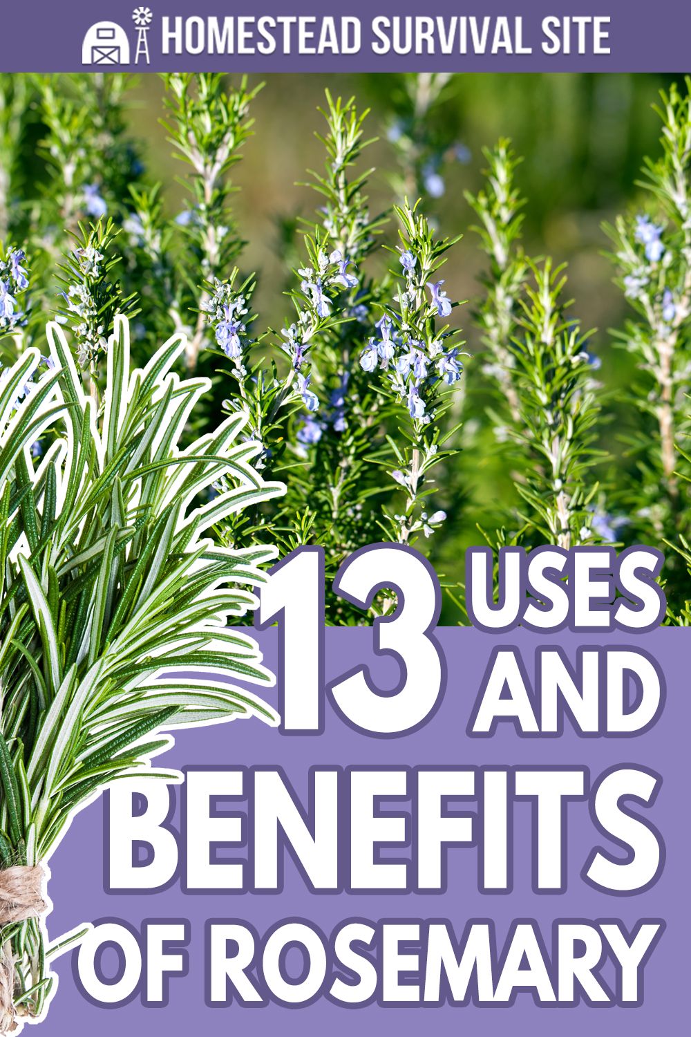 Exploring The Health Benefits Of Rosemary & Thyme Exploring The Health Benefits Of Rosemary & Thyme