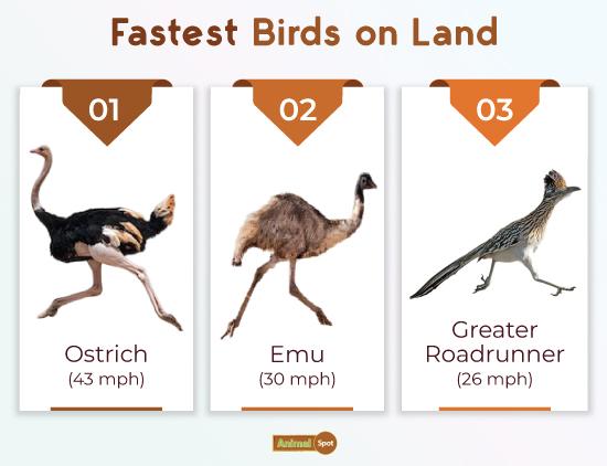 Fastest Trans-Australia Foot Race: A New Record Fastest Trans-Australia Foot Race: A New Record