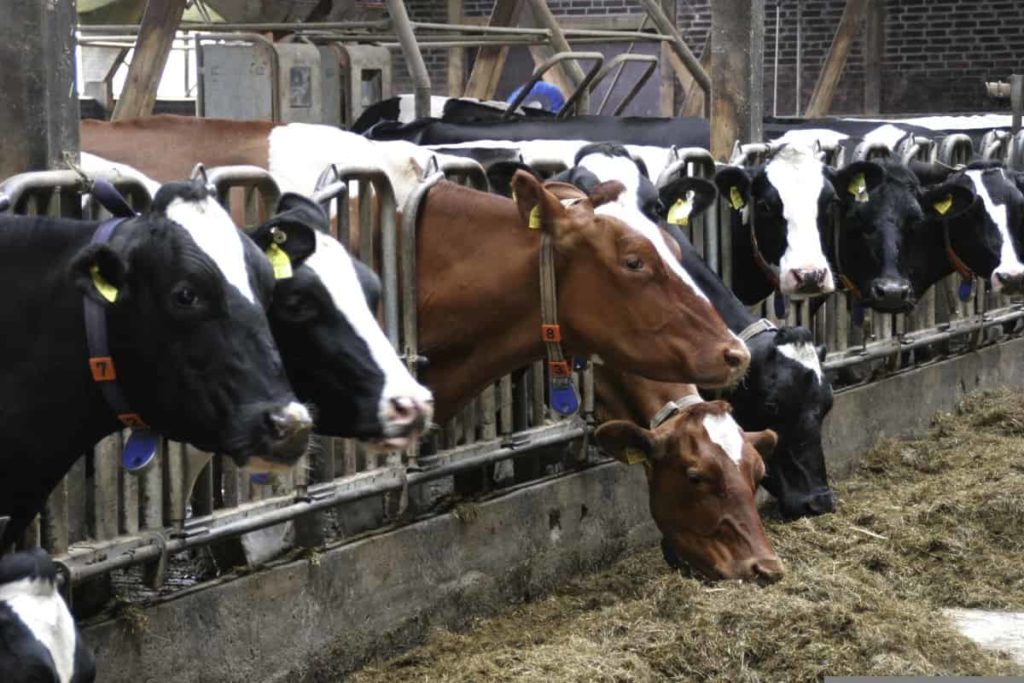 Flood Preparedness For Livestock Farmers: A Comprehensive Guide Flood Preparedness For Livestock Farmers: A Comprehensive Guide