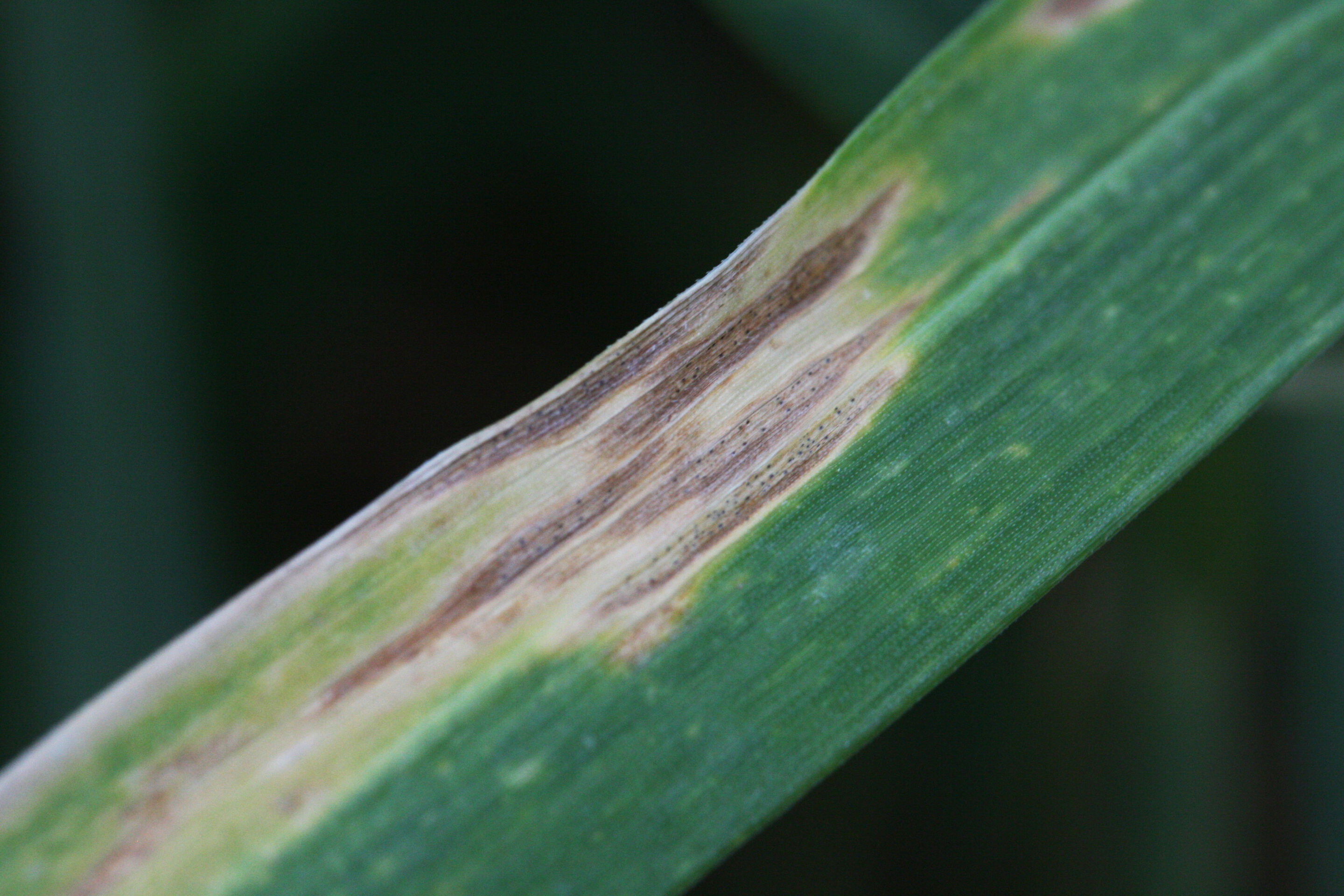 Fungal Infections: A Growing Threat Of Antibiotic Resistance Fungal Infections: A Growing Threat Of Antibiotic Resistance