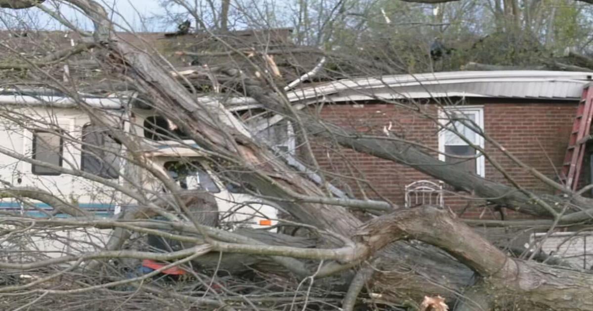 Get Your Storm Debris Removed: Louisville Opens Pickup Request Portal