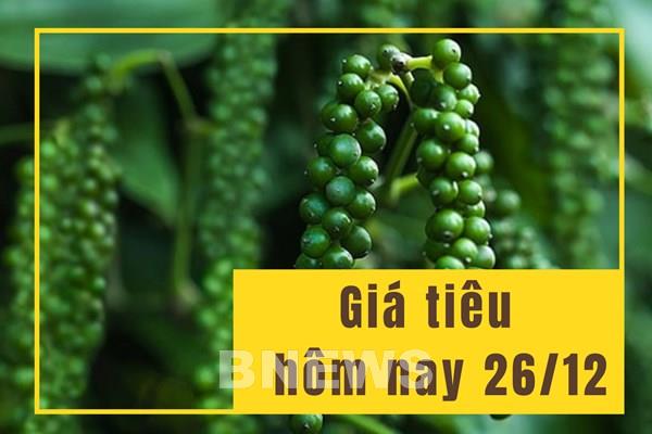 Giá Tiêu Hôm Nay Lập Đỉnh, Niềm Vui Trở Lại Với Người Trồng Tiêu