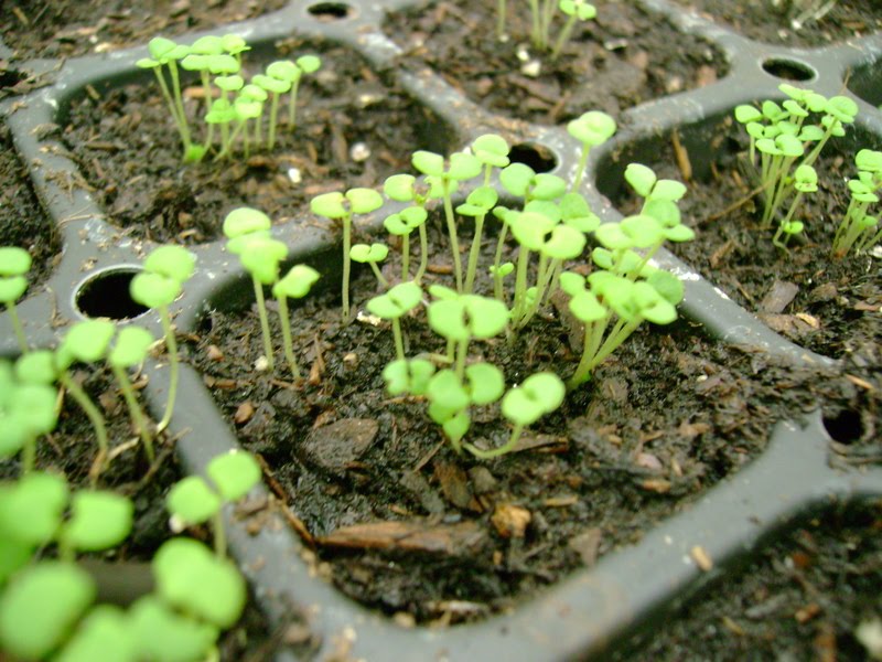 Growing Rosemary & Thyme: A Beginner's Guide Growing Rosemary & Thyme: A Beginner's Guide