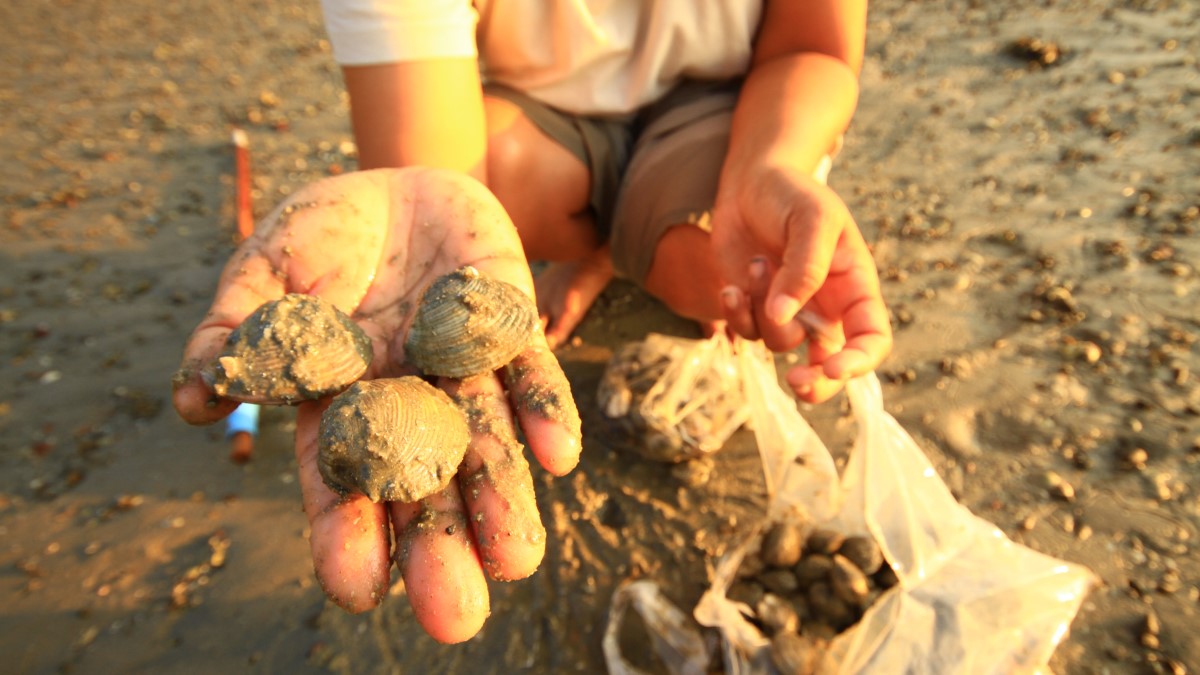 Harmful Algal Blooms Force Closure Of Kodiak Shellfish Harvesting: A Double Blow Harmful Algal Blooms Force Closure Of Kodiak Shellfish Harvesting: A Double Blow