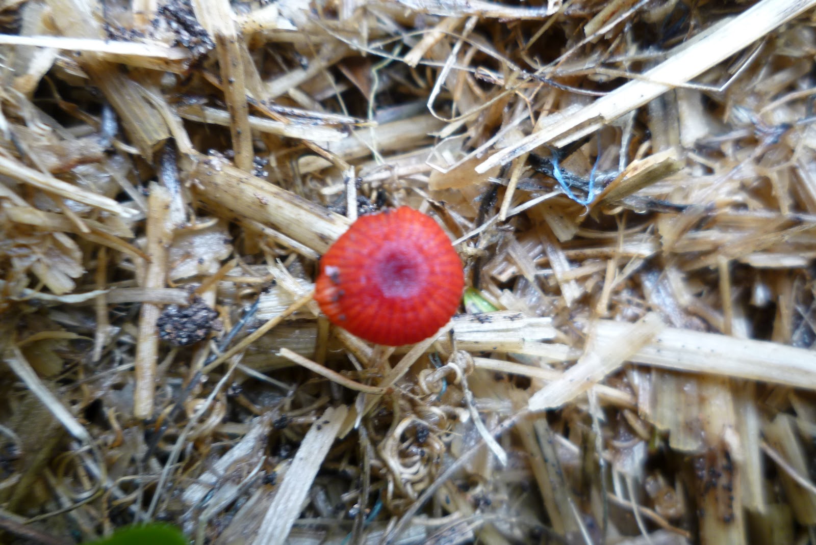 Harmful Fungi Flourishing In A Changing Climate: A Public Health Concern Harmful Fungi Flourishing In A Changing Climate: A Public Health Concern