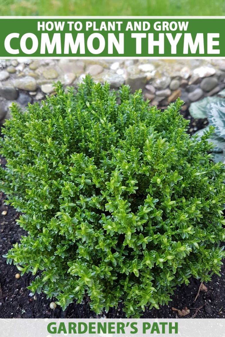 Harvesting And Preserving Rosemary & Thyme: Tips For Gardeners Harvesting And Preserving Rosemary & Thyme: Tips For Gardeners