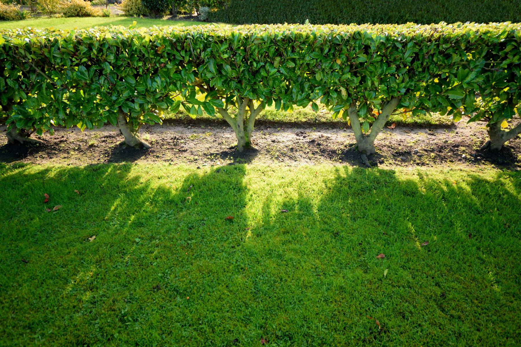 How To Build A Living Fence: A Complete Guide How To Build A Living Fence: A Complete Guide