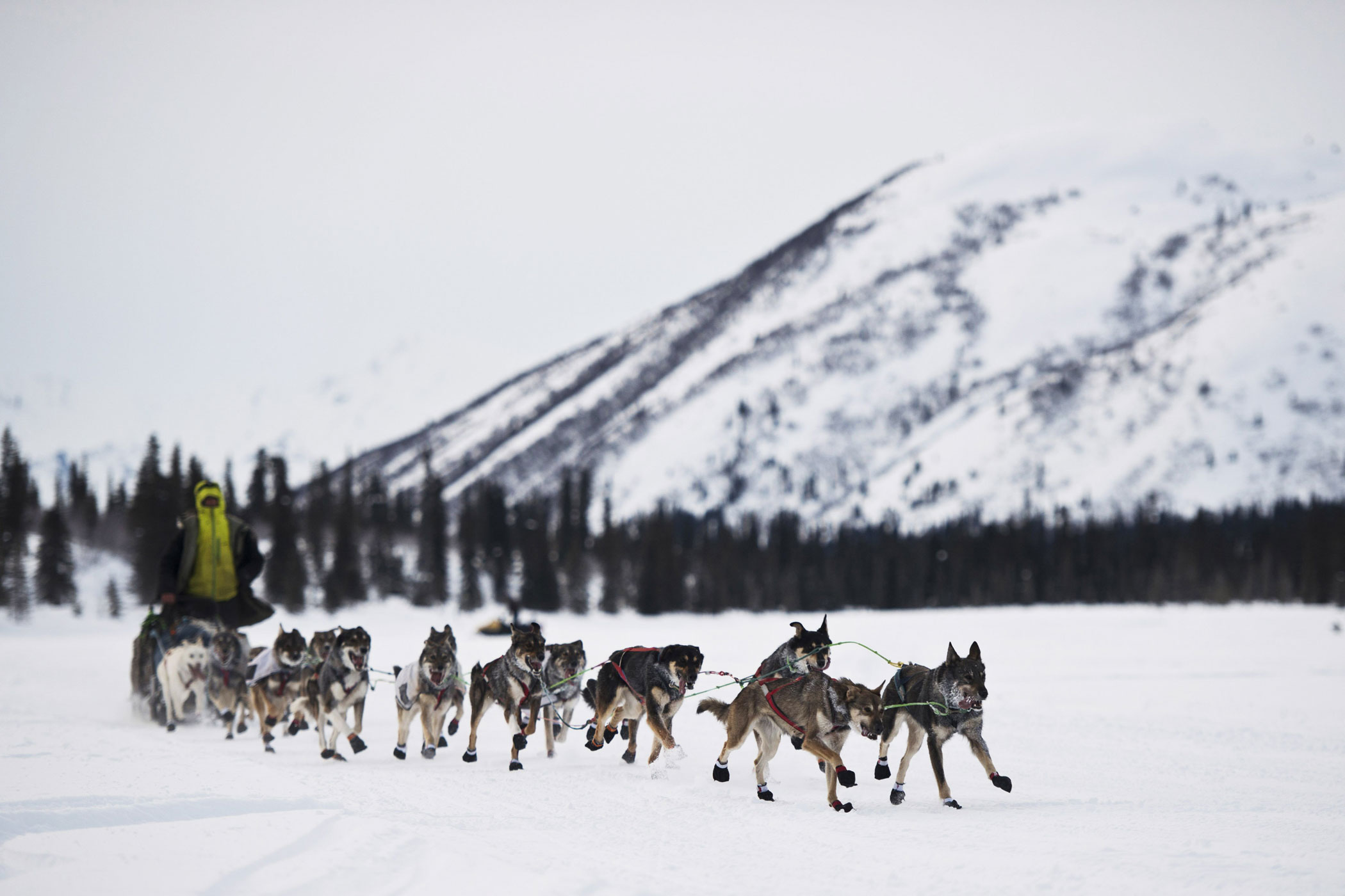 Iditarod Rookies: 7 Sled Dog Teams Aiming For Nome Iditarod Rookies: 7 Sled Dog Teams Aiming For Nome
