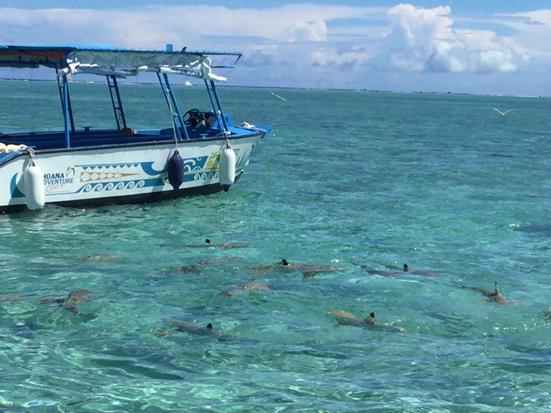 Increase Commissions: PONANT's $1,500 Flight Credit Program For Paul Gauguin Cruise Agents