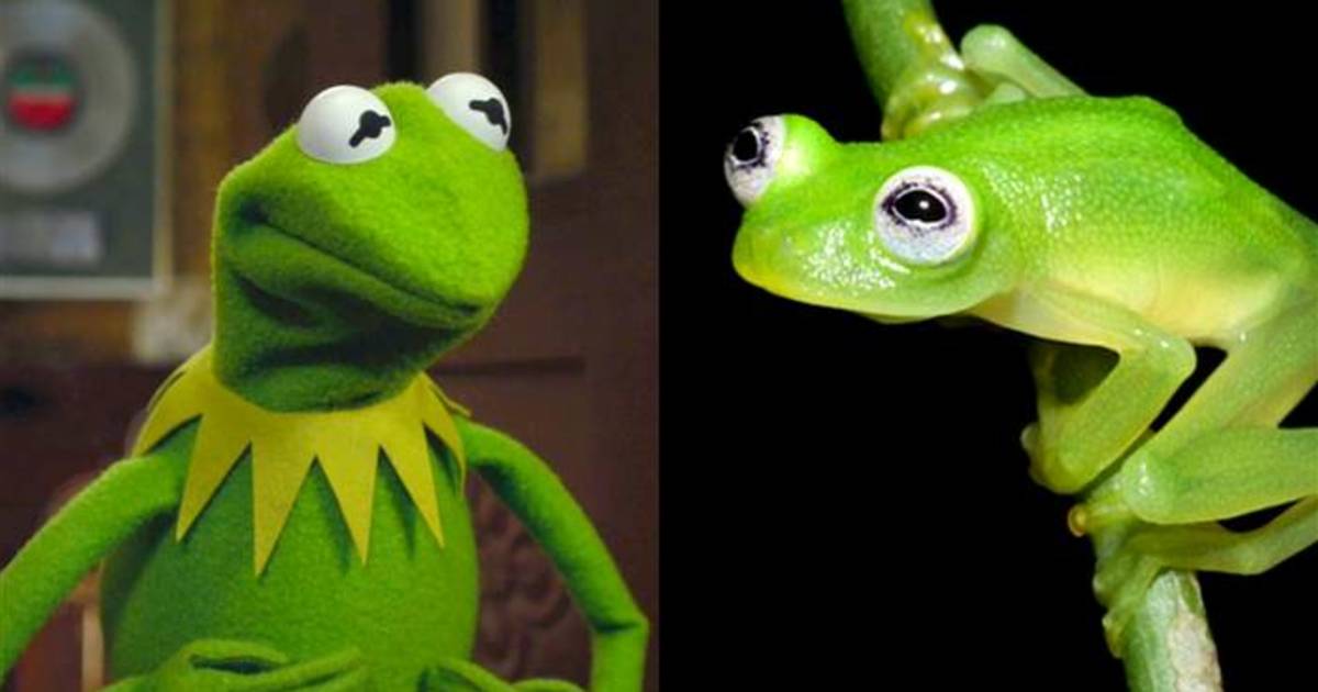 Internet Reacts: Kermit The Frog As UMD's 2025 Commencement Speaker Internet Reacts: Kermit The Frog As UMD's 2025 Commencement Speaker