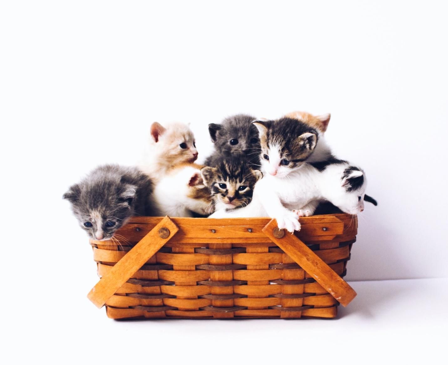 Investigation: How Corporate Influence Impacts Pet Owner Costs In The UK Investigation: How Corporate Influence Impacts Pet Owner Costs In The UK