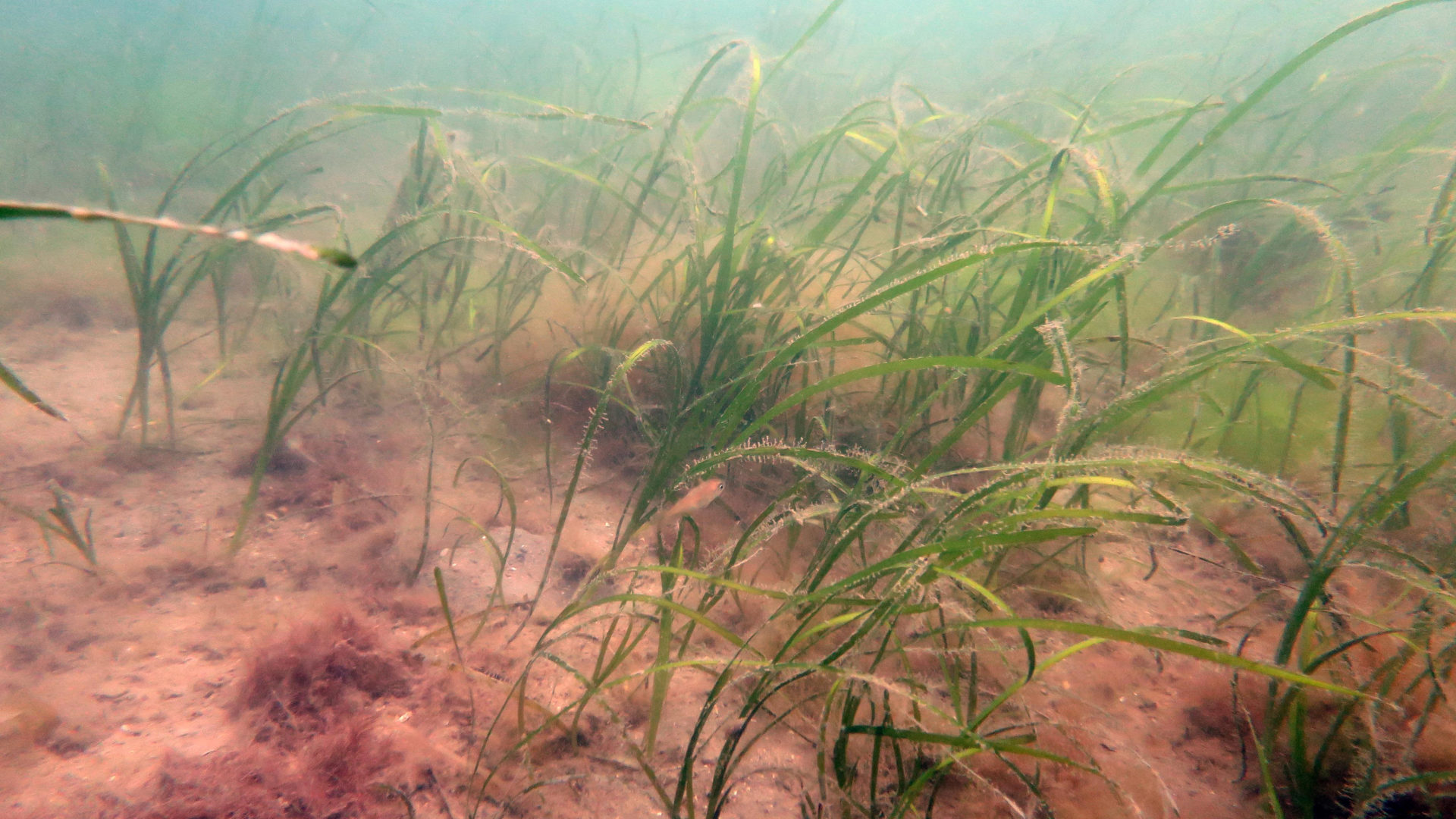 Investing In Scotland's Future: Seagrass Restoration Through Planting Projects Investing In Scotland's Future: Seagrass Restoration Through Planting Projects