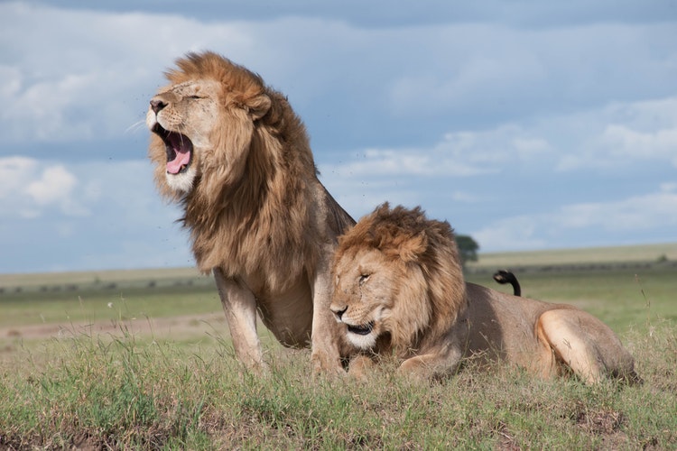 Is AI Revolutionizing Wildlife Conservation? Examining The Benefits And Drawbacks Is AI Revolutionizing Wildlife Conservation? Examining The Benefits And Drawbacks