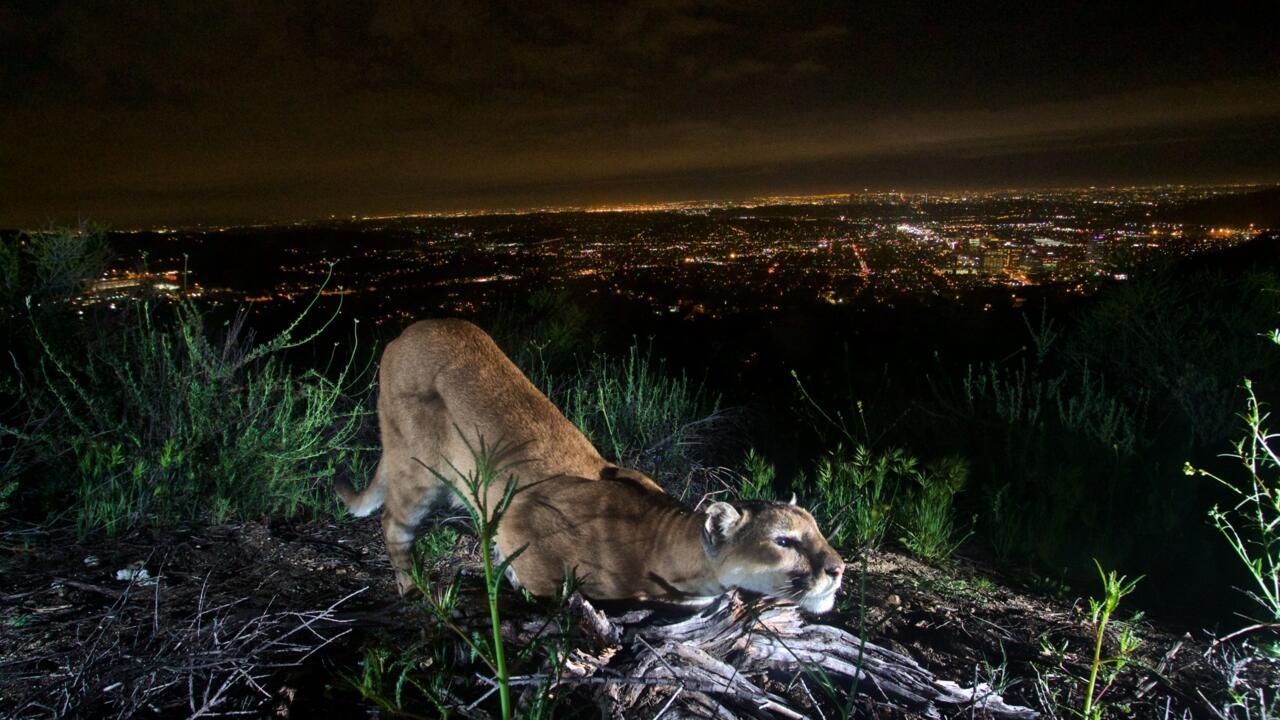 Is Betting On Wildfires Like The LA Fires Ethical? Exploring The Moral Implications Is Betting On Wildfires Like The LA Fires Ethical? Exploring The Moral Implications
