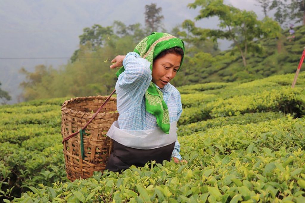 Is Darjeeling Tea Production In Jeopardy? Is Darjeeling Tea Production In Jeopardy?