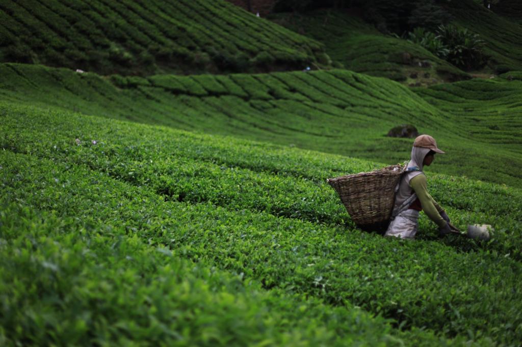 Is Darjeeling Tea's Future At Risk? A Look At Current Concerns Is Darjeeling Tea's Future At Risk? A Look At Current Concerns