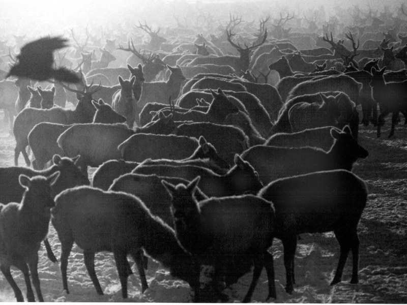 Jackson Hole Elk Feedground: CWD Confirmation And Implications Jackson Hole Elk Feedground: CWD Confirmation And Implications