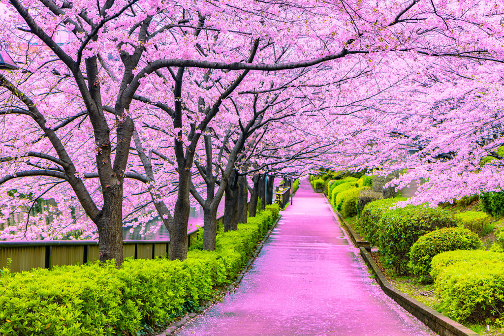 Japan's Cherry Blossom Season: A Springwatch Perspective Japan's Cherry Blossom Season: A Springwatch Perspective